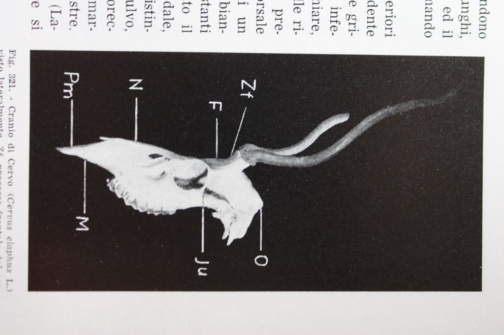 Distinguere crani di cervo e daino femmina.