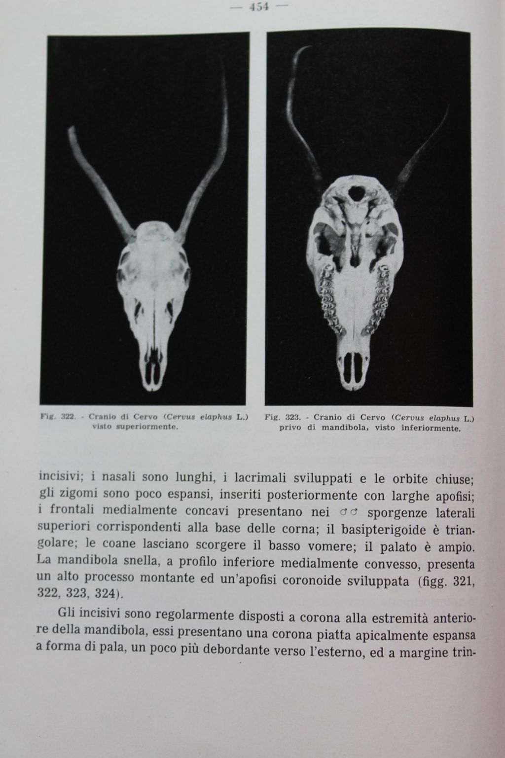 Distinguere crani di cervo e daino femmina.