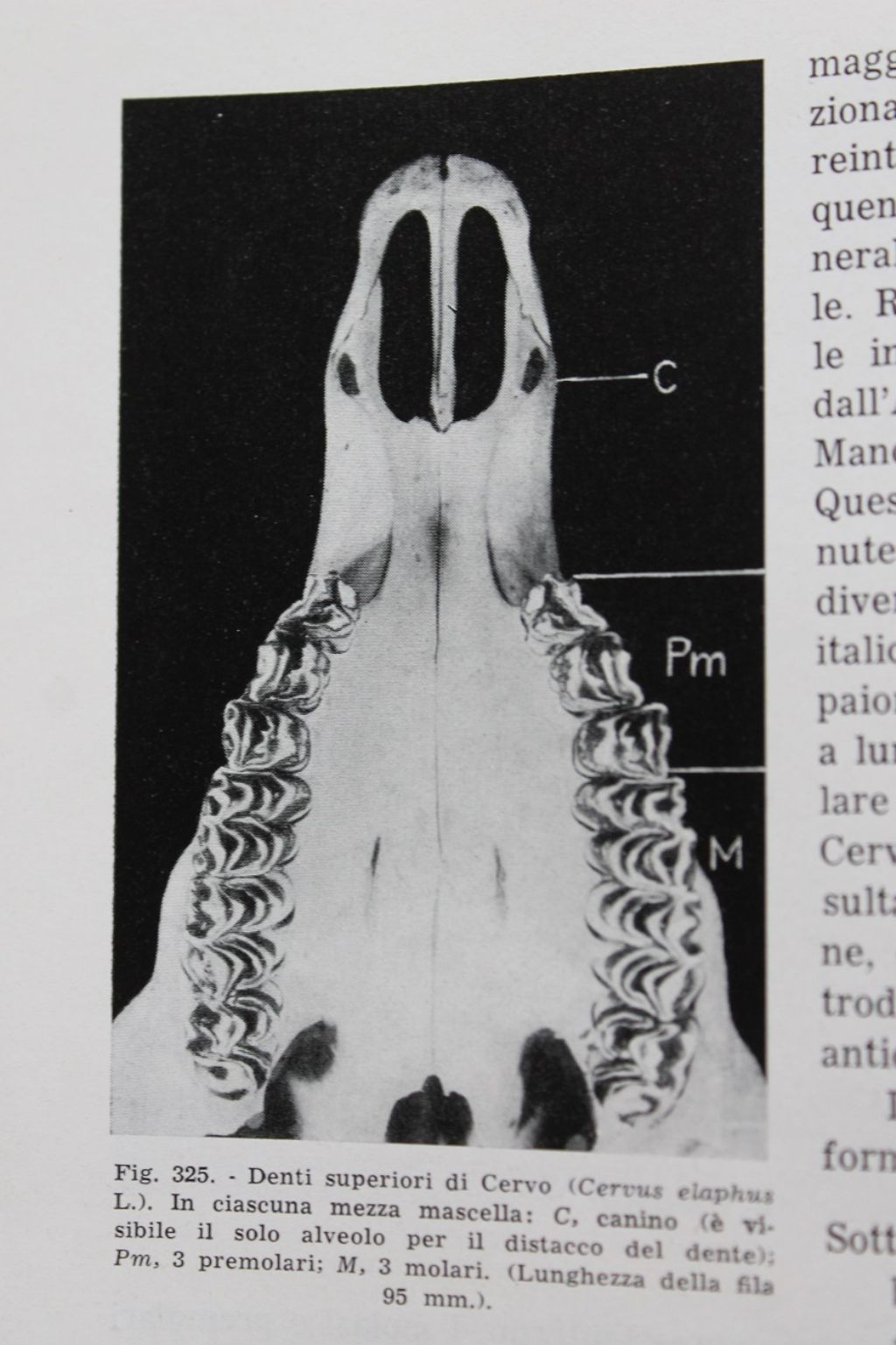 Distinguere crani di cervo e daino femmina.