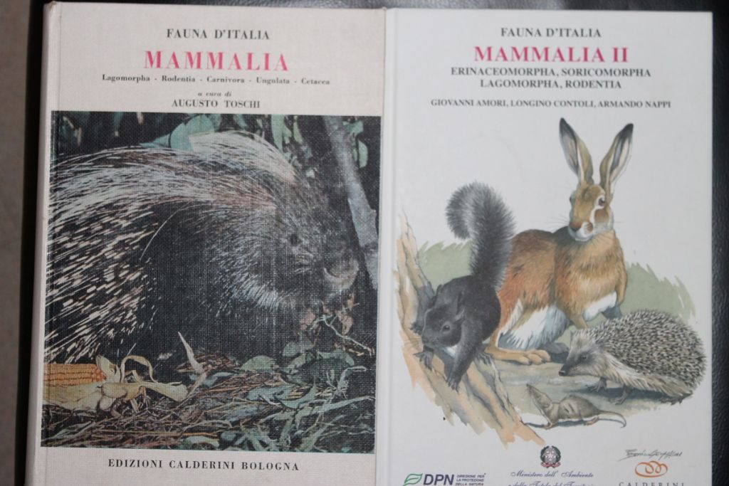 Distinguere crani di cervo e daino femmina.