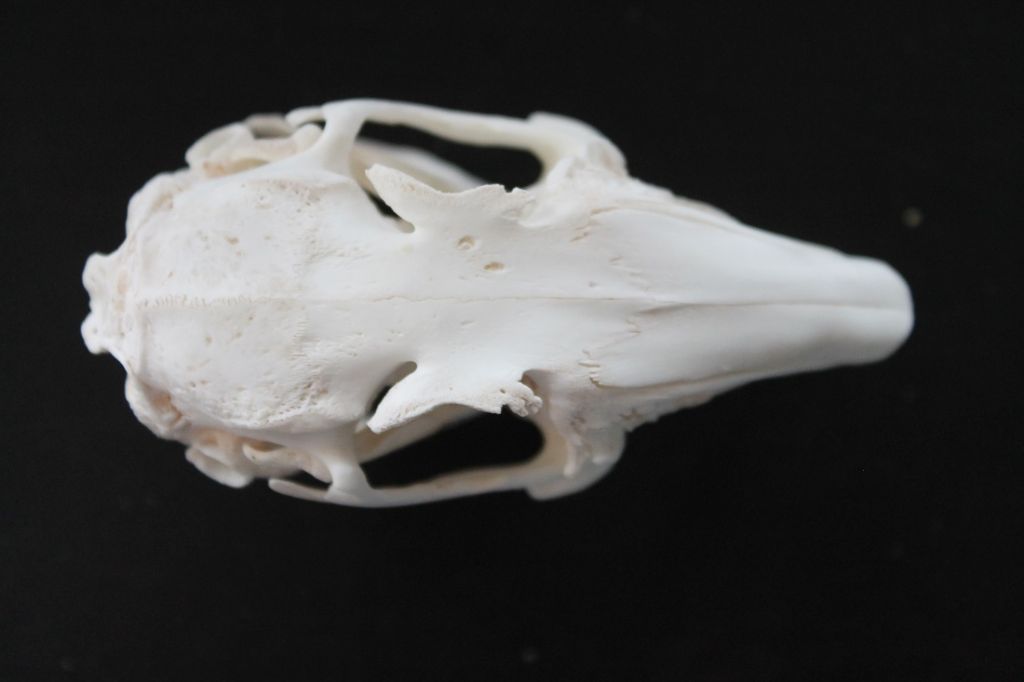 Cranio Coniglio Selvatico (Oryctolagus cuniculus)