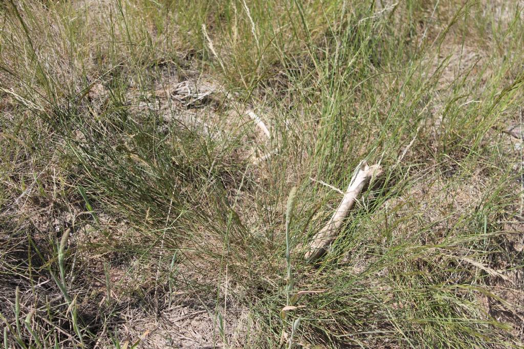 Ritrovamenti in Solfatara