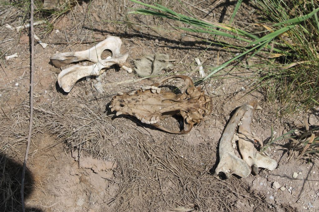 Ritrovamenti in Solfatara