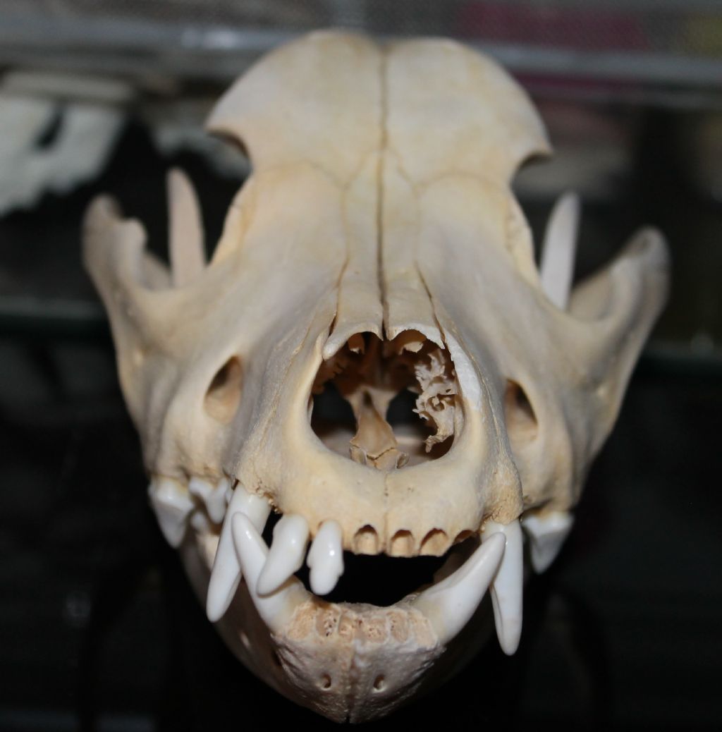 Ritrovamenti in Solfatara