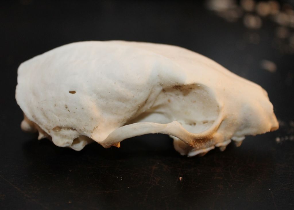 Dilemma cranio mustelide