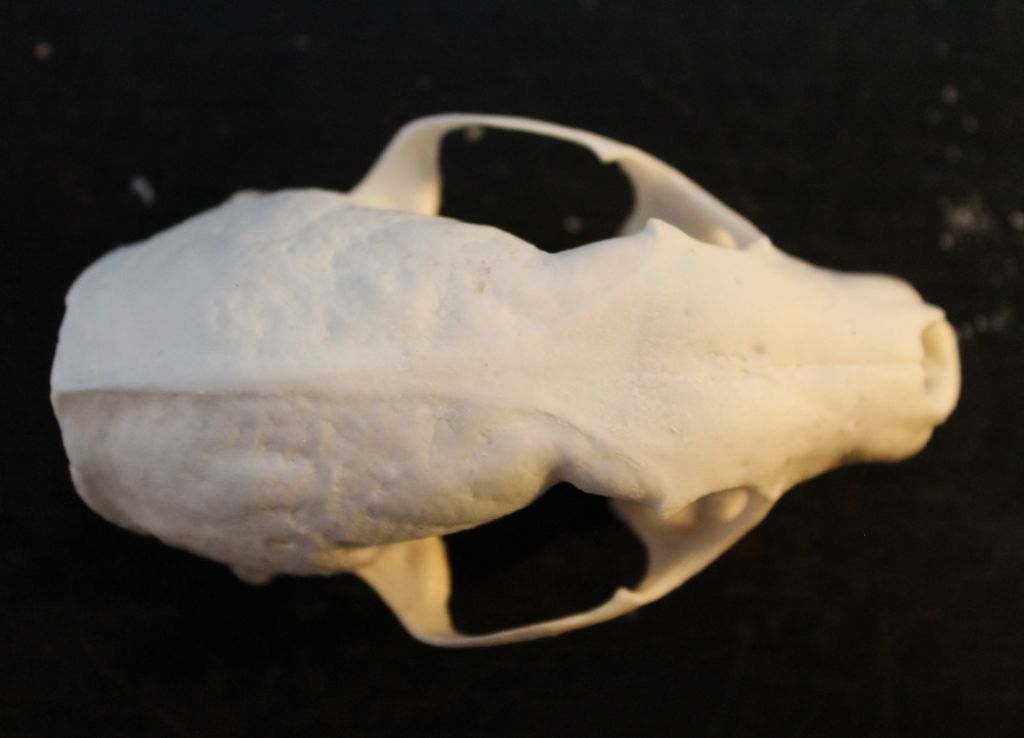 Dilemma cranio mustelide