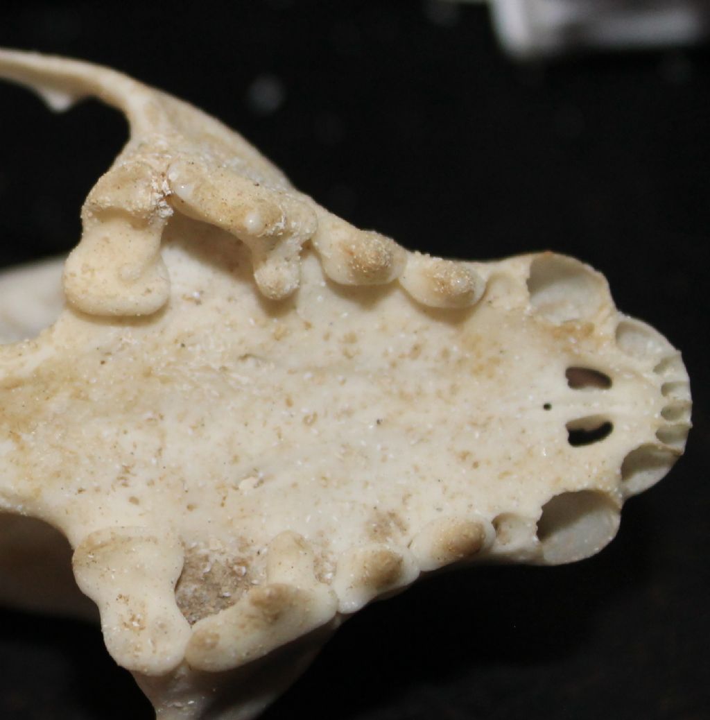 Dilemma cranio mustelide