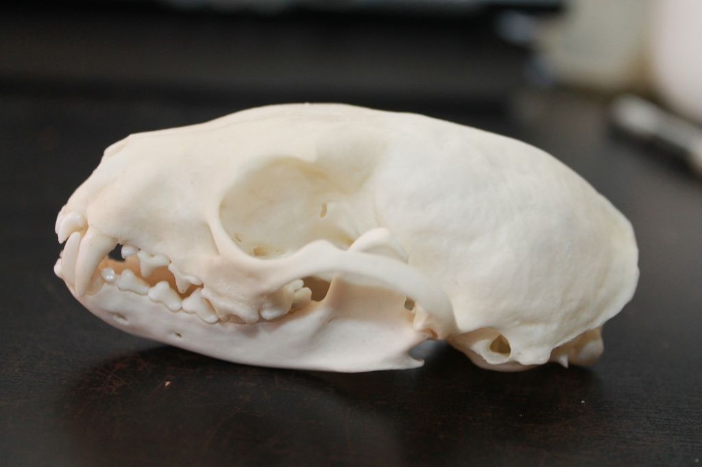 Dilemma cranio mustelide