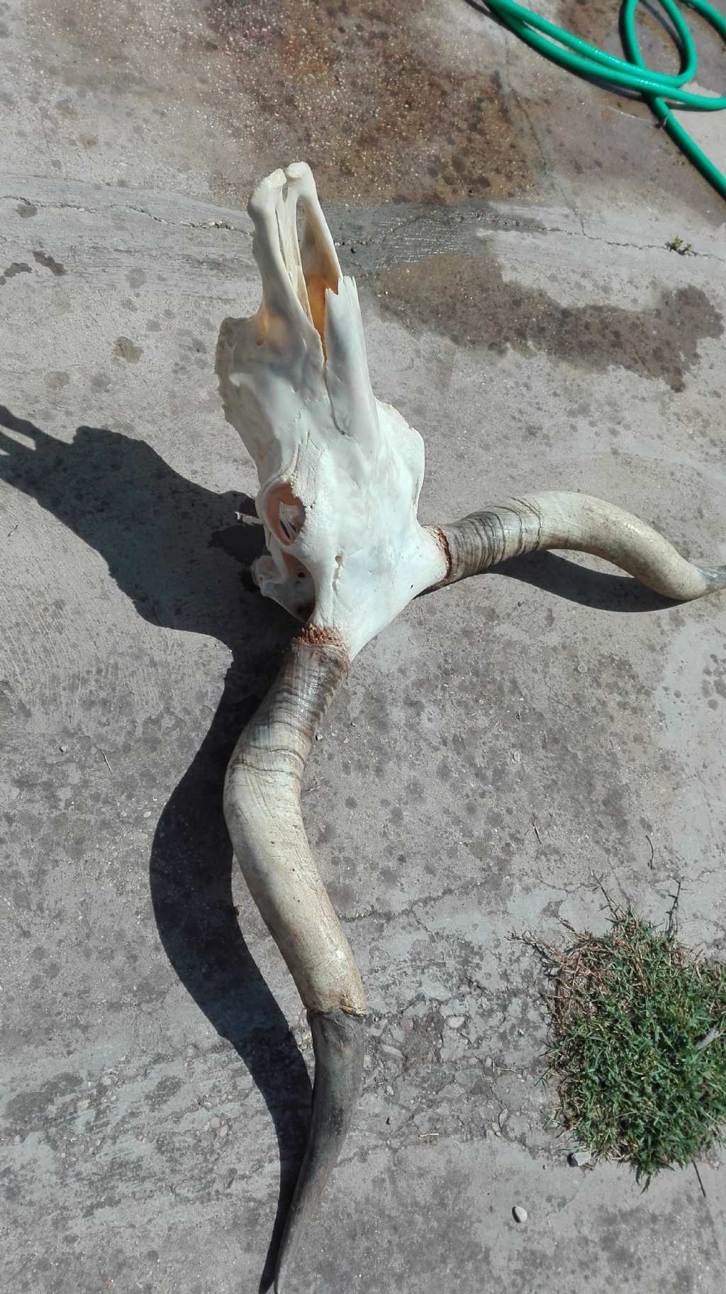 Cranio Vacca