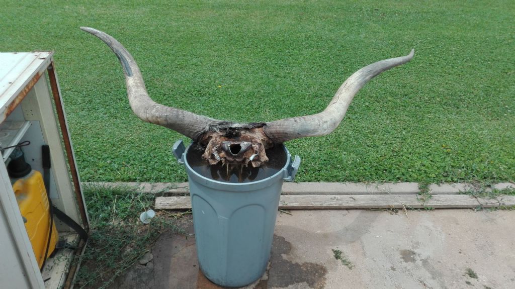 Cranio Vacca
