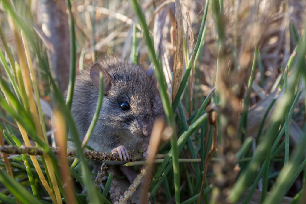 Ratto? S, Rattus norvegicus, giovane