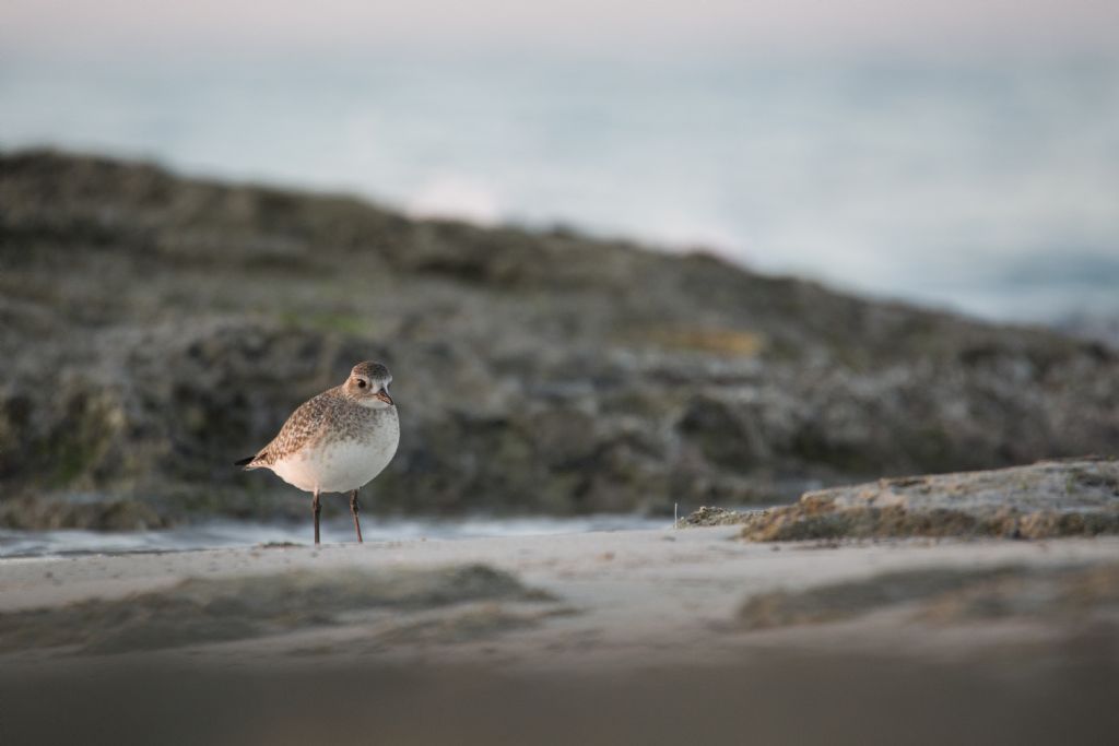 immaturo di Pivieressa (Pluvialis squatarola)