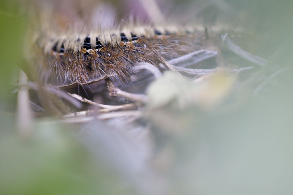 Aiuto identificazione bruco: Lasiocampa quercus - Lasiocampidae