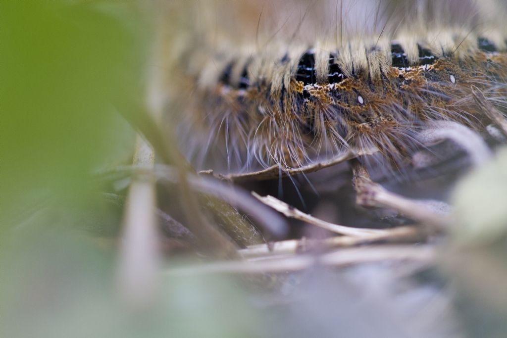 Aiuto identificazione bruco: Lasiocampa quercus - Lasiocampidae