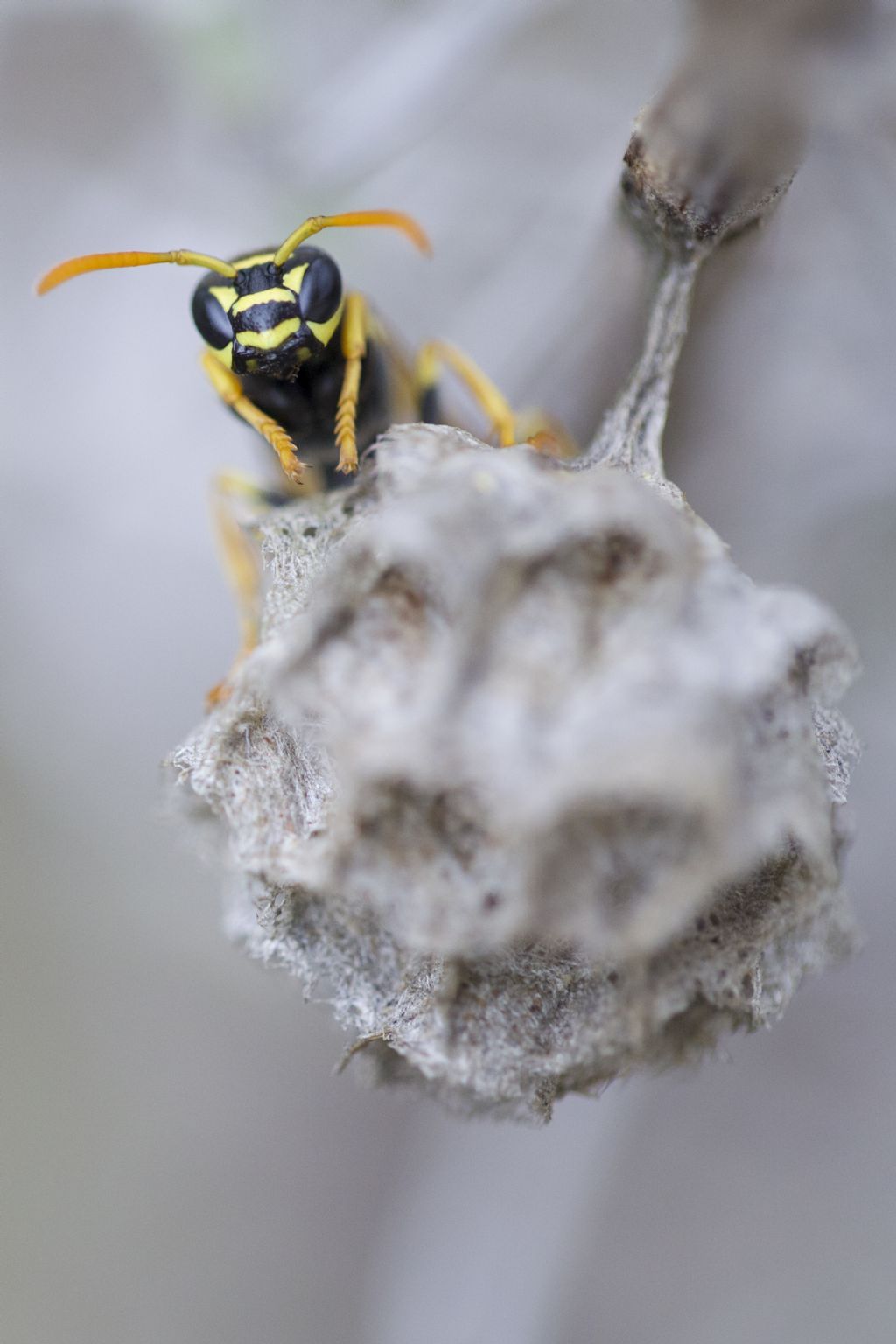 Vespidae: Polistes associus
