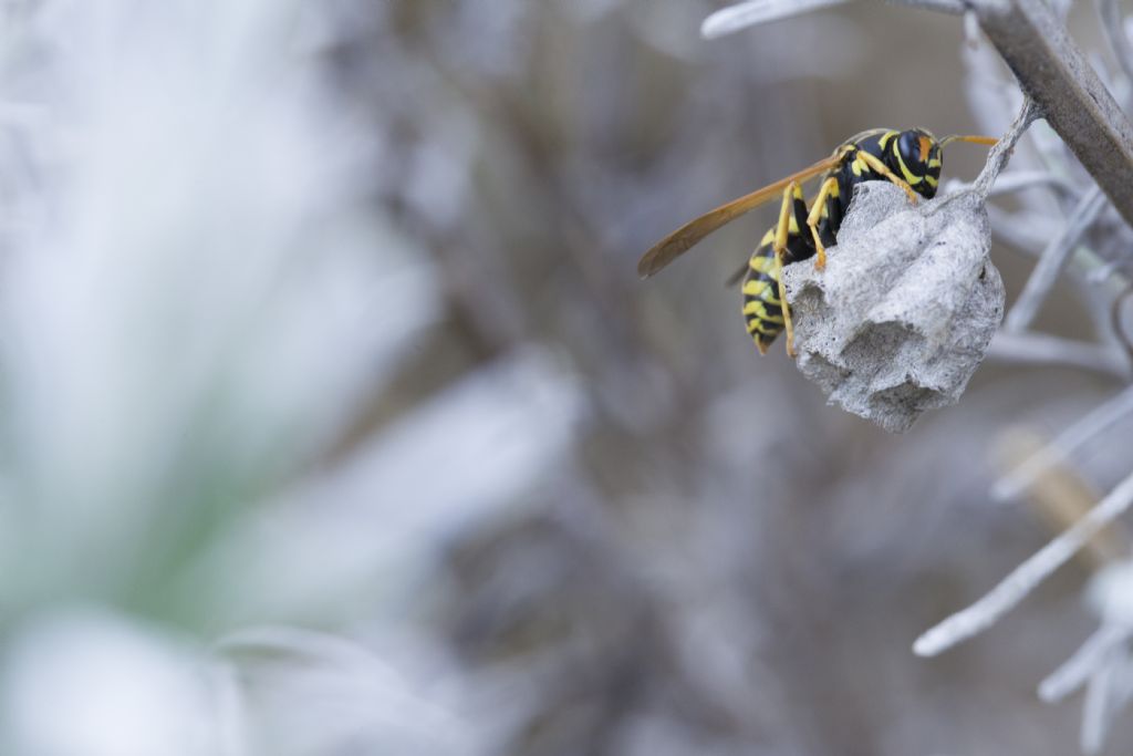 Vespidae: Polistes associus