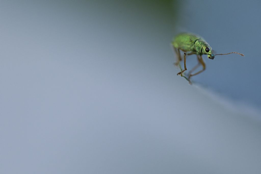 Curculionidae: Polydrusus cfr.  formosus