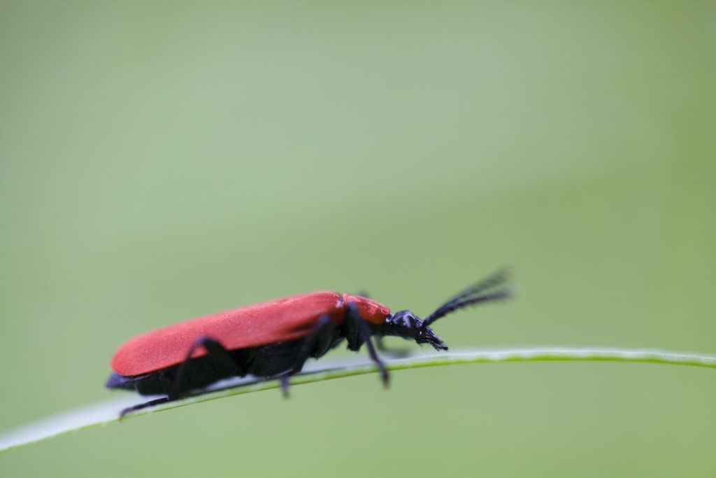Pyrochroidae: femmina di Pyrochroa coccinea.