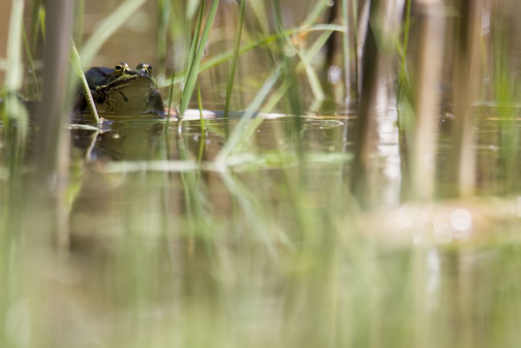 Rana appenninica? No, rane verdi (Pelophylax sp., MO)