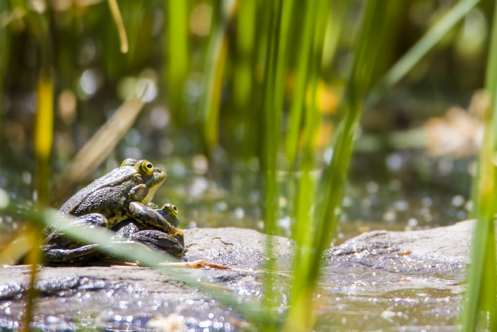 Rana appenninica? No, rane verdi (Pelophylax sp., MO)