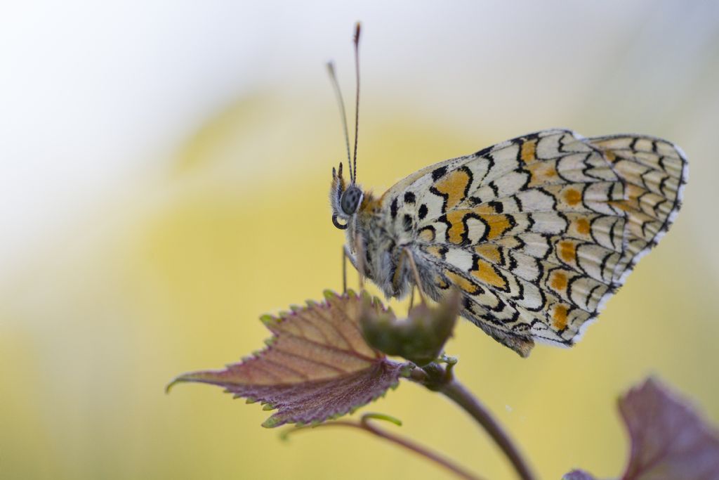 Melitaea phoebe - Nymphalidae