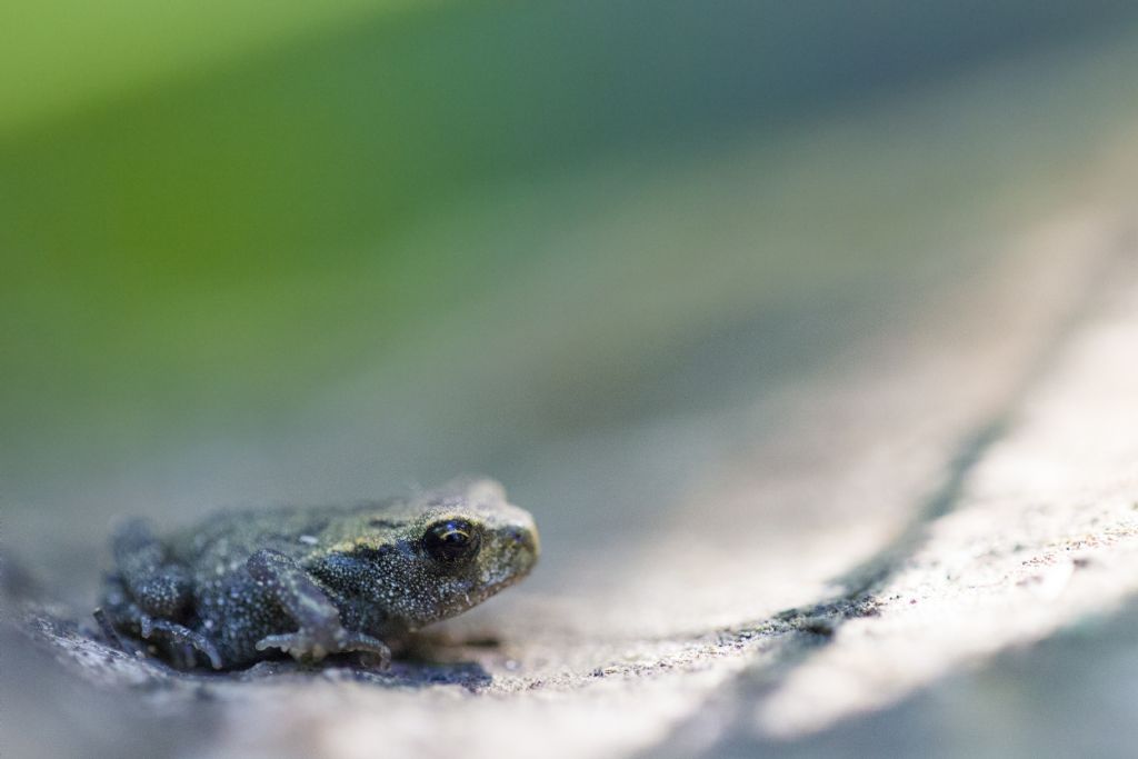 Piccoli di Bufo bufo? S !