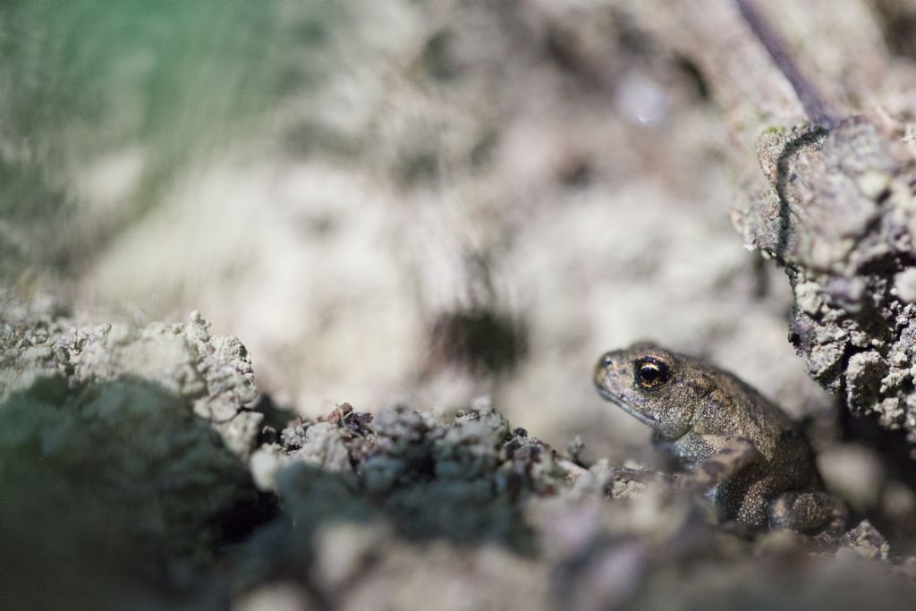 Piccoli di Bufo bufo? S !