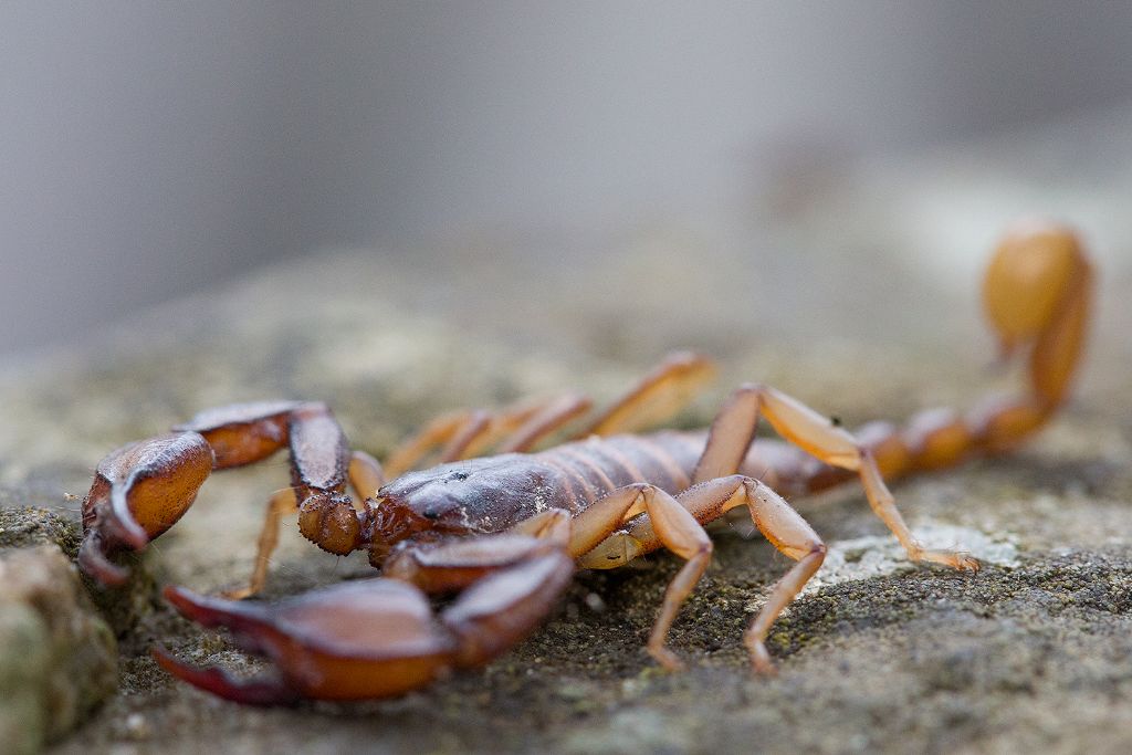 Euscorpius aquilejensis da Vidiciatico (BO)