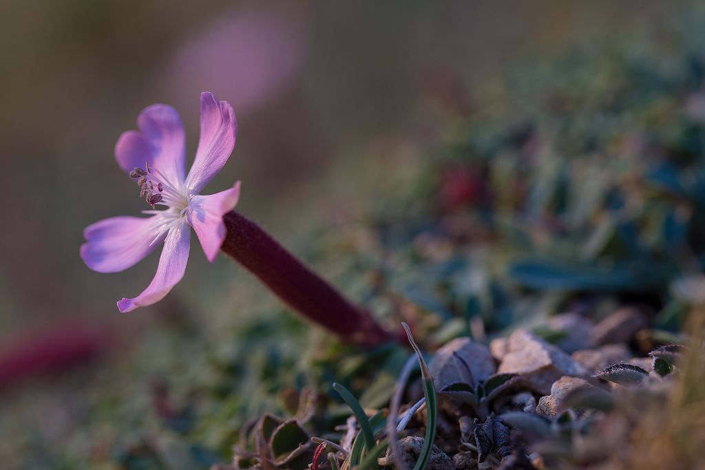 Garofano?  No, Saponaria sicula (Caryophyllaceae)