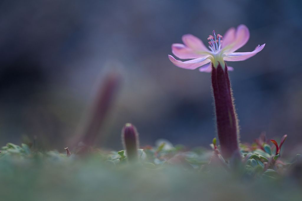 Garofano?  No, Saponaria sicula (Caryophyllaceae)