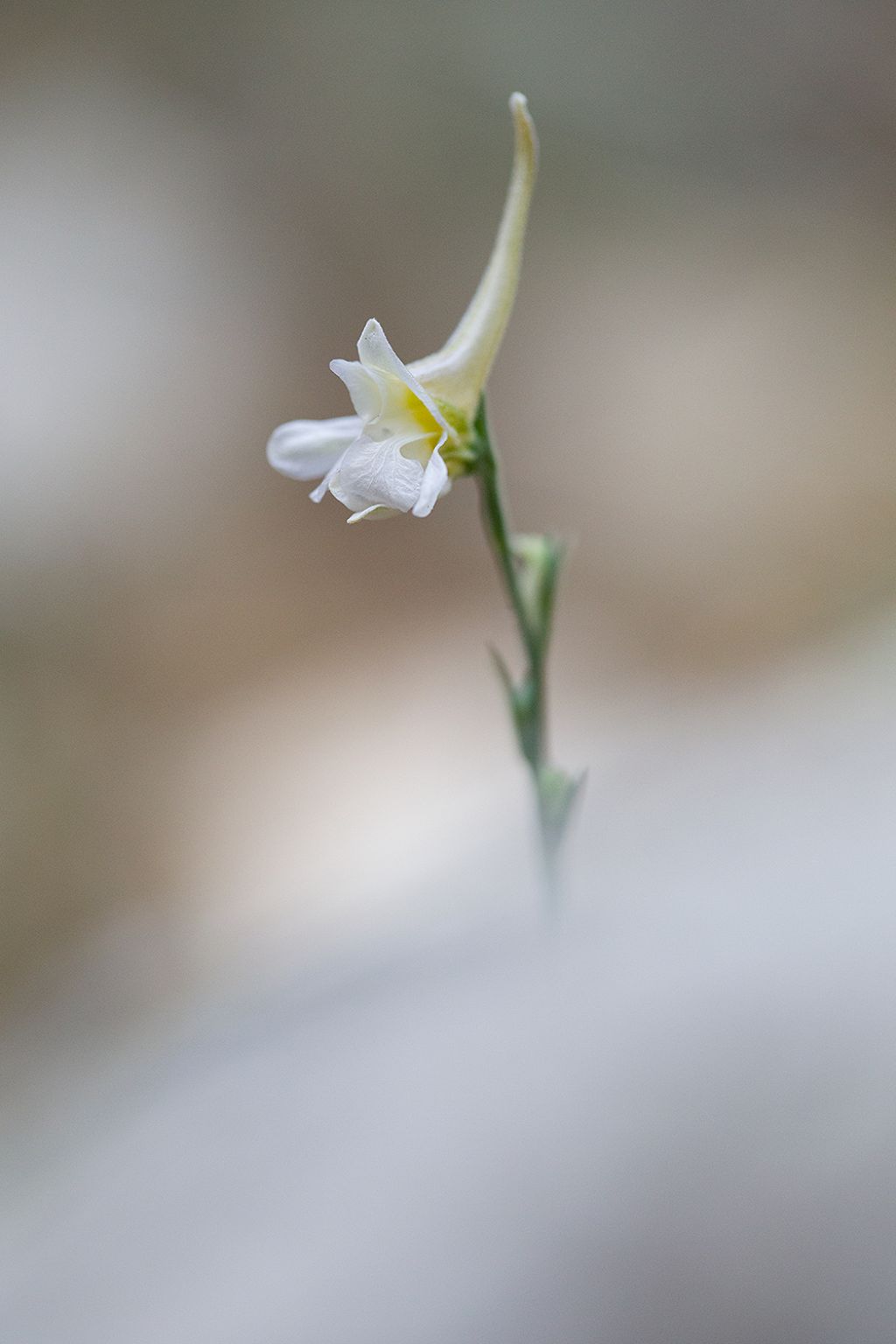 Delphinium sp.
