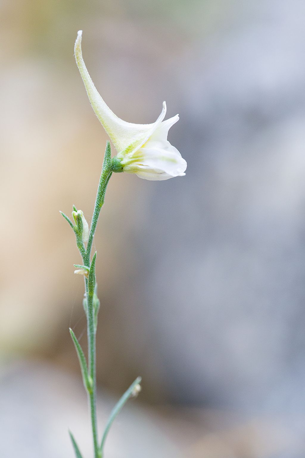 Delphinium sp.
