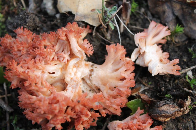 16) Fotogr.il 30.09.2014.sotto Quercia