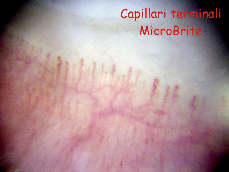 Microscopi a meno di 50 Euro ?