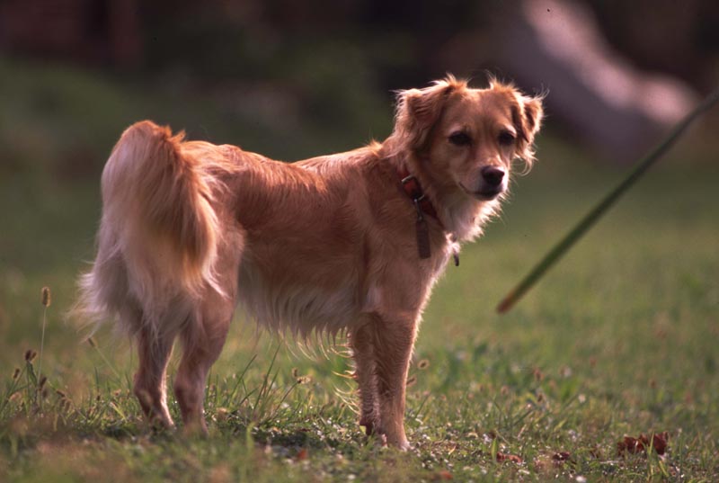 Cuccioli di cane in regalo o in vendita? Una riflessione