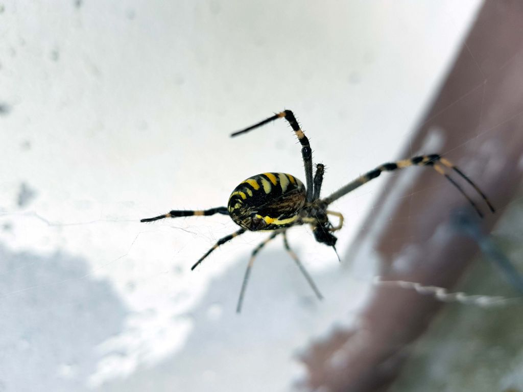 Argiope bruennichi - Gaibanella (FE)