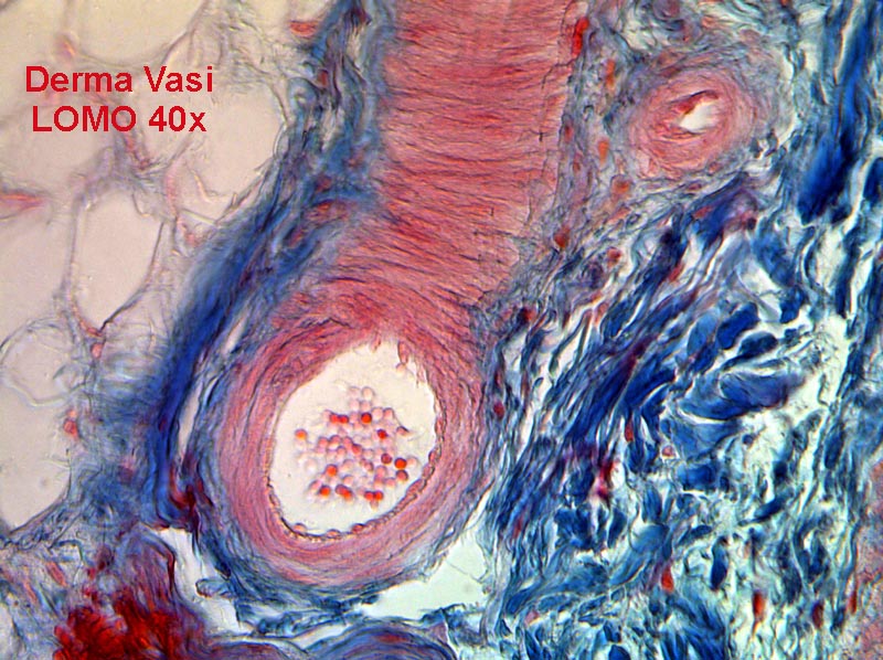 Microscopi a meno di 50 Euro ?