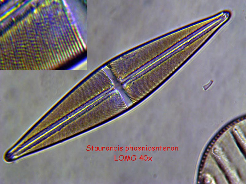 Microscopi a meno di 50 Euro ?