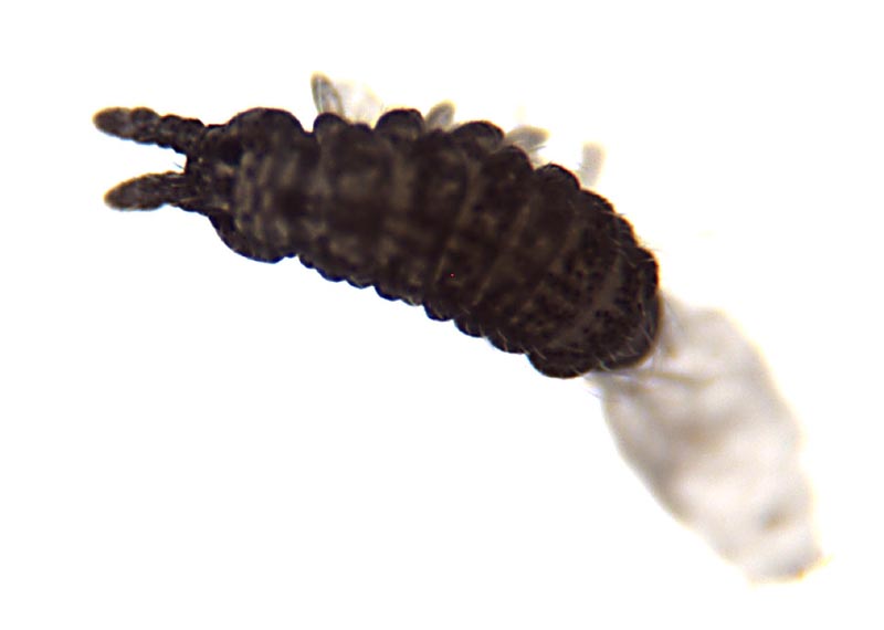 Collembola: Hypogastruridae o Poduridae