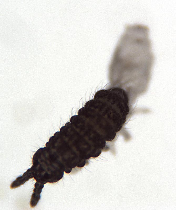 Collembola: Hypogastruridae o Poduridae