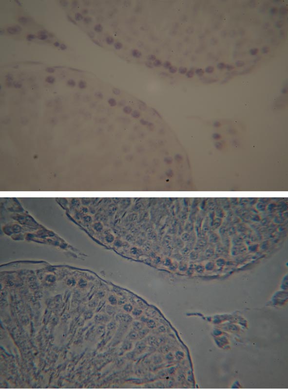 1 microscopio +  binocolo = infinito