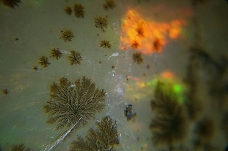 Sembra una pianta, ma non lo  - ossidi di manganese dendritico