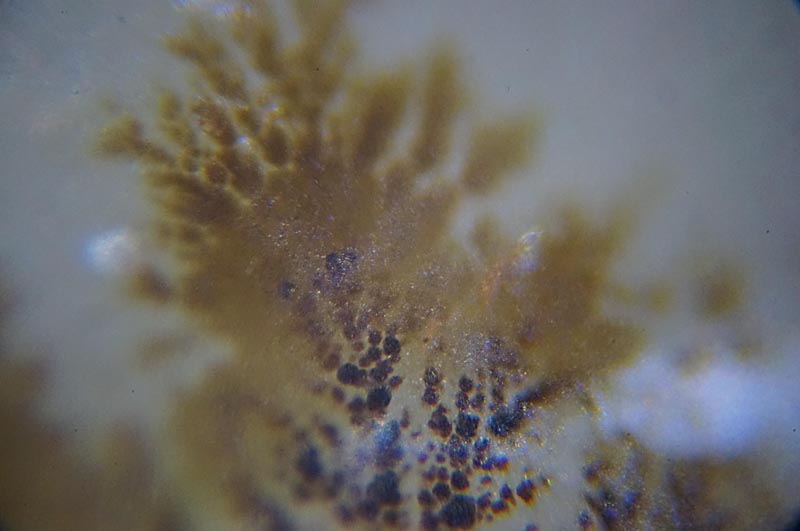 Sembra una pianta, ma non lo  - ossidi di manganese dendritico