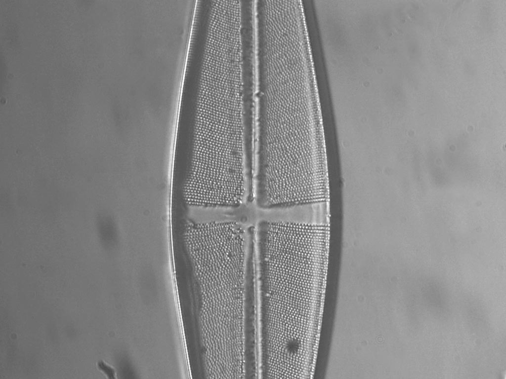1 microscopio +  binocolo = infinito