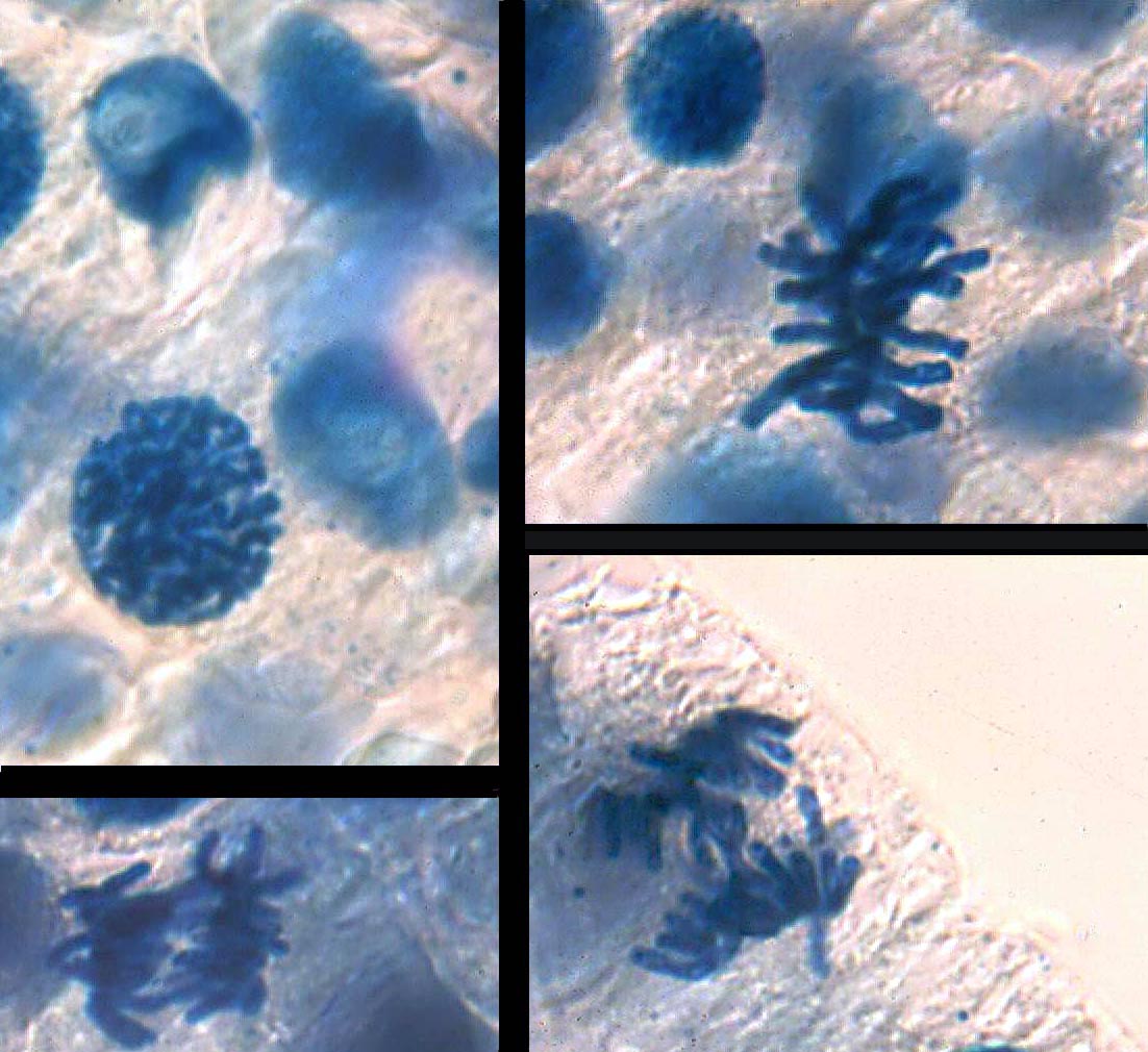 1 microscopio +  binocolo = infinito