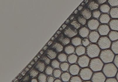 Axio Scope.A1 arrivato!