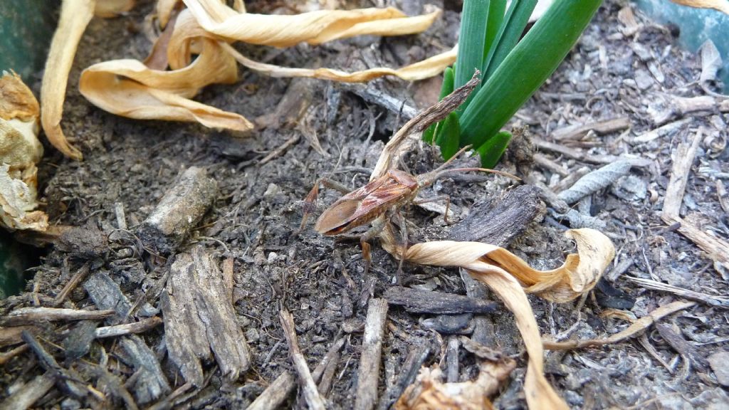 Quale Eterottero? Leptoglossus occidentalis (Coreidae)