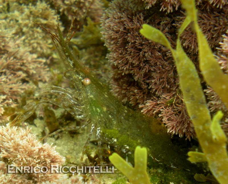 Palaemon serratus dalla livrea chiara