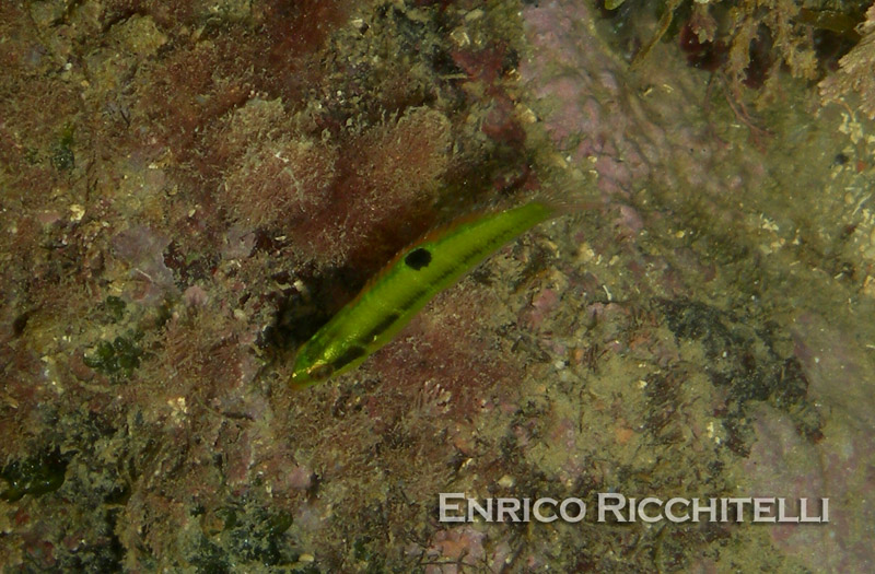 Thalassoma pavo juv.