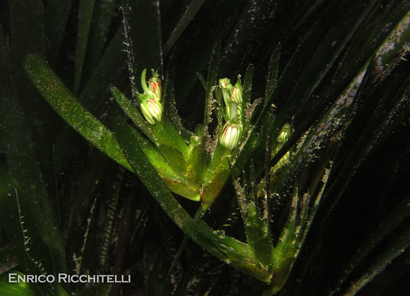 Fioritura e fruttificazione Posidonia oceanica